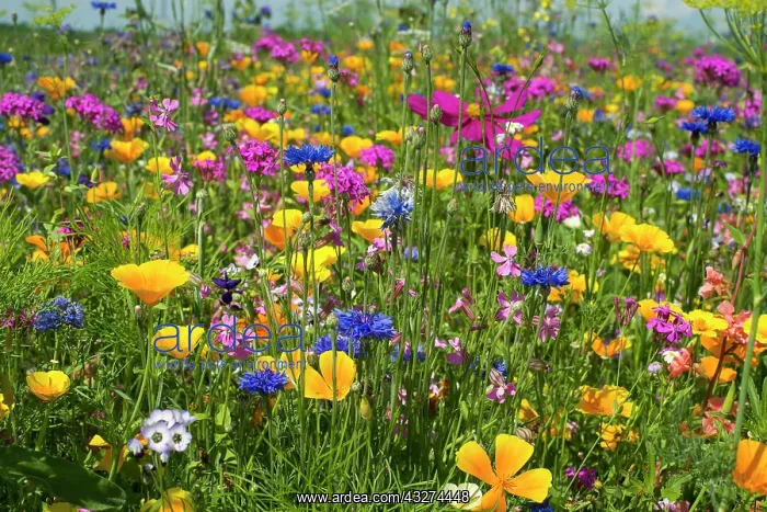 : Flower meadow for insects, near Staufen im Breisgau : Flower meadow for insects, near Staufen im Breisgau