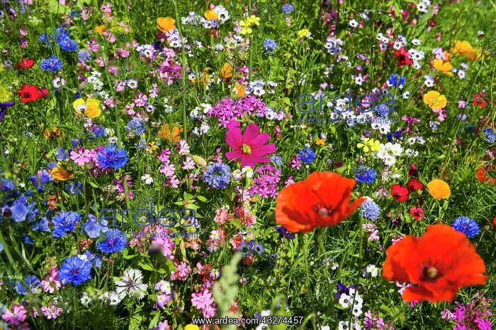 : Flower meadow for insects, near Staufen im Breisgau : Flower meadow for insects, near Staufen im Breisgau