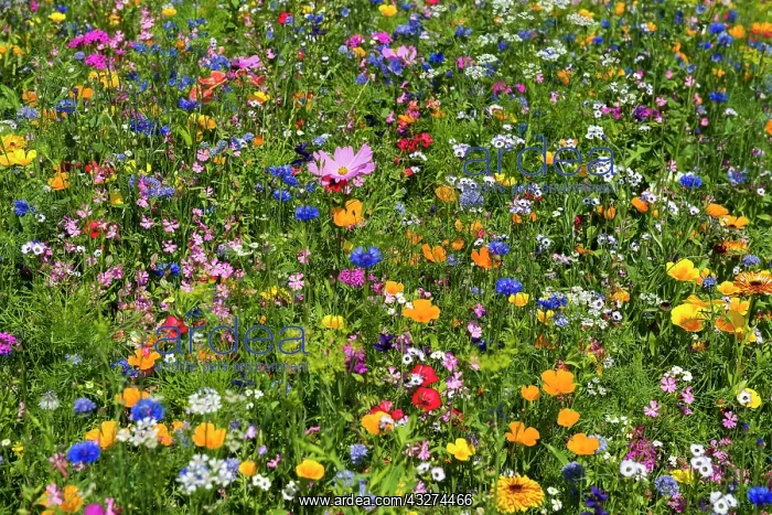 : Flower meadow for insects, near Staufen im Breisgau : Flower meadow for insects, near Staufen im Breisgau