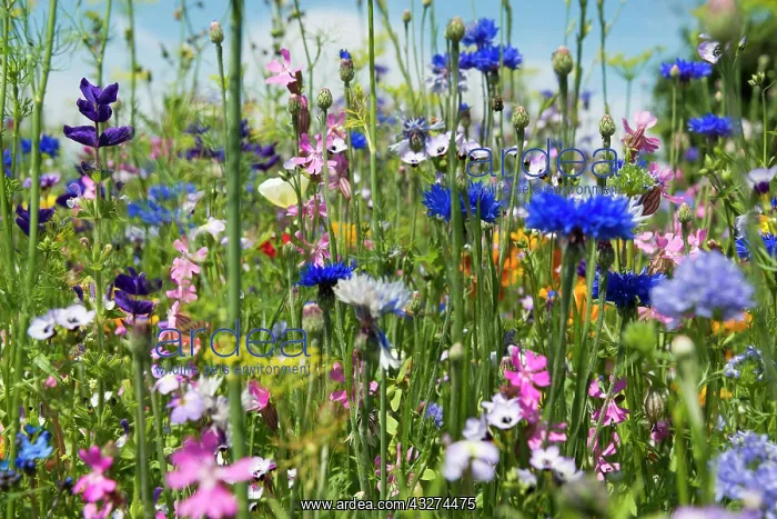 : Flower meadow for insects, near Staufen im Breisgau : Flower meadow for insects, near Staufen im Breisgau