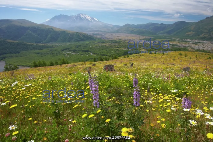  : Flower Meadows at Coldwater Ridge with Mount St