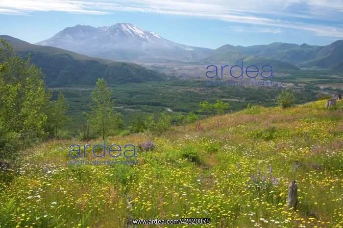 : Flower Meadows on Coldwater Ridge with Mount St : Flower Meadows on Coldwater Ridge with Mount St