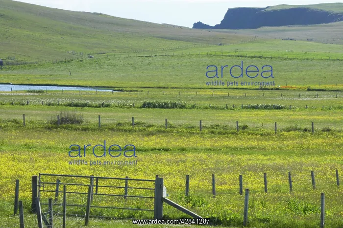 : Flower meadows and Fences, with Sea Cliffs in background : Flower meadows and Fences, with Sea Cliffs in background