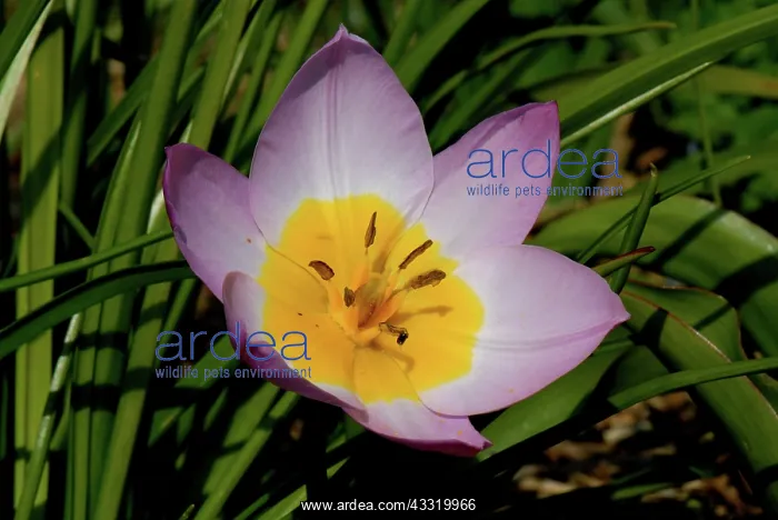 : Tulip. Flower of a miniature tulip, Bakeri Lilac Wonder : Tulip. Flower of a miniature tulip, Bakeri Lilac Wonder