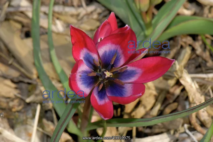 : Tulip. Flower of a miniature tulip Little Beauty : Tulip. Flower of a miniature tulip Little Beauty