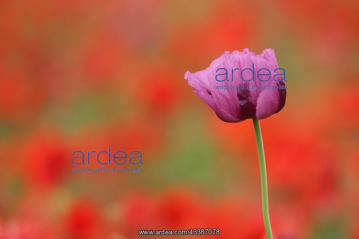 : Flower of the opium poppy (Papaver somniferum) : Flower of the opium poppy (Papaver somniferum)