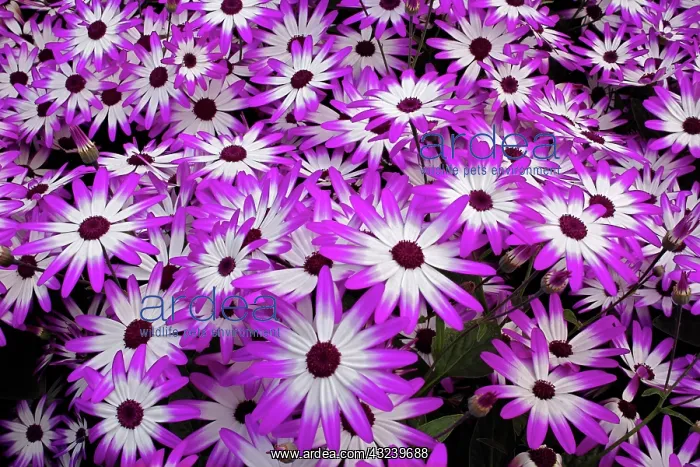 : Flower pattern, Kuekenhof Gardens, Lisse : Flower pattern, Kuekenhof Gardens, Lisse