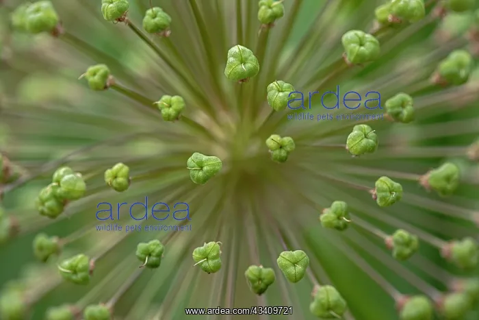 : Flower pattern, Schreiner Iris Gardens, Salem, Oregon : Flower pattern, Schreiner Iris Gardens, Salem, Oregon
