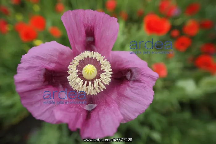 : Flower with pistil and stigma of the opium poppy : Flower with pistil and stigma of the opium poppy