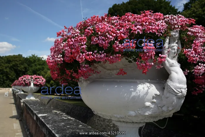: Flower pots decorated the garden of Chateau : Flower pots decorated the garden of Chateau