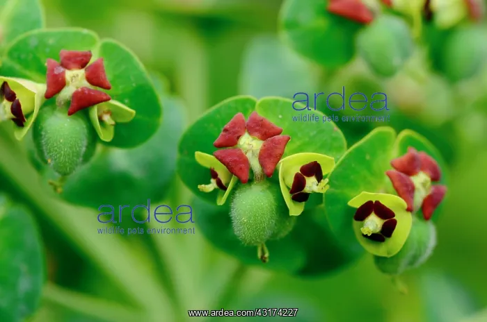 : Flower and seeds of Great Spurge, Labeaume, Ardeche : Flower and seeds of Great Spurge, Labeaume, Ardeche