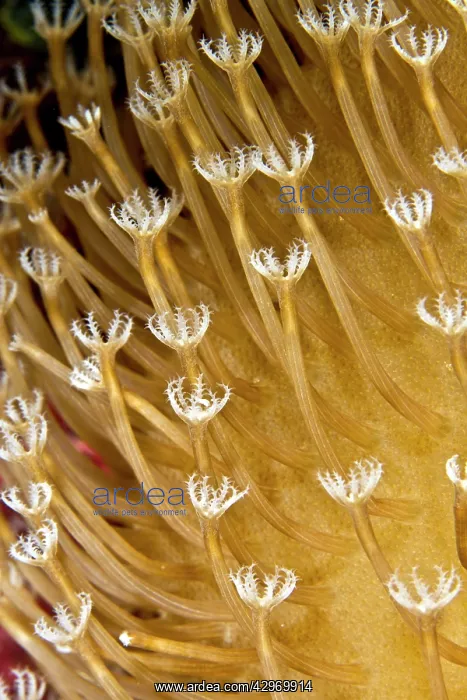 : Flower Soft Coral : Flower Soft Coral