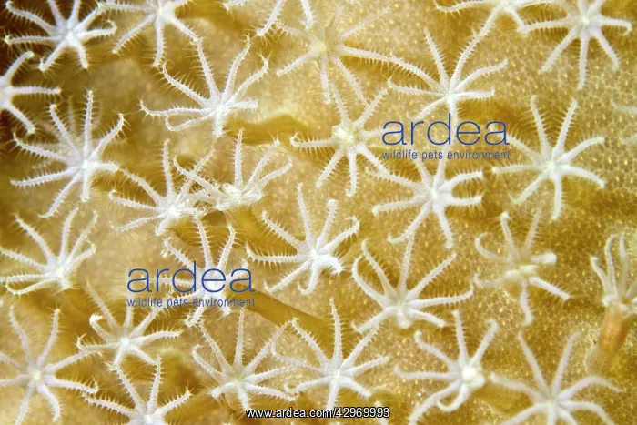 : Flower Soft Coral : Flower Soft Coral