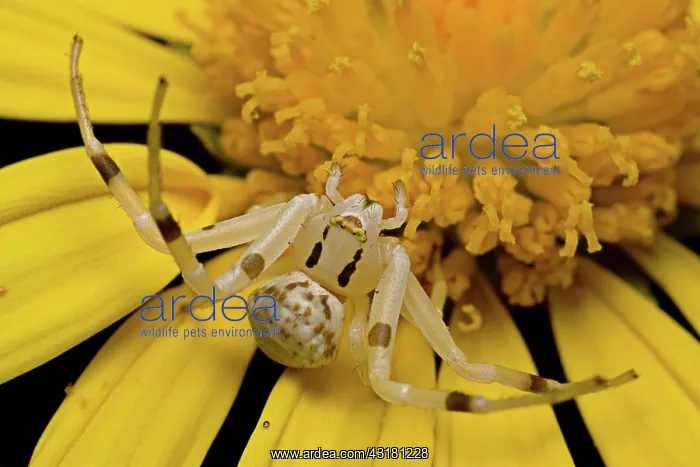 : Flower Spider : Flower Spider