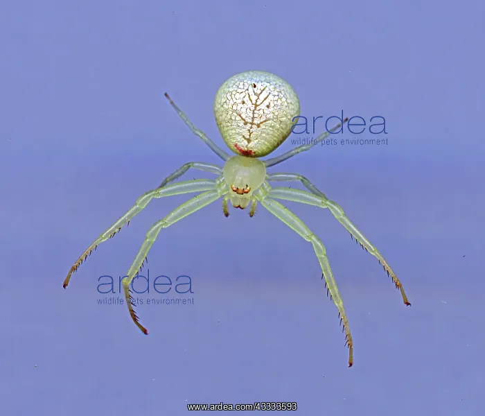 : Flower Spider : Flower Spider