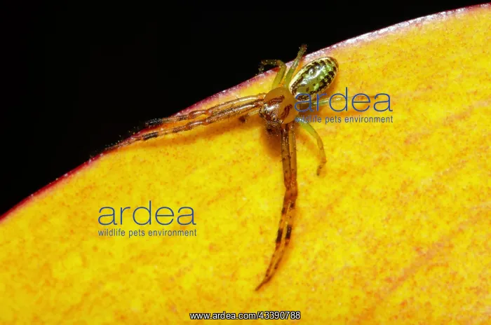 : Flower Spider (Diaea ambara; endemic to New Zealand) : Flower Spider (Diaea ambara; endemic to New Zealand)