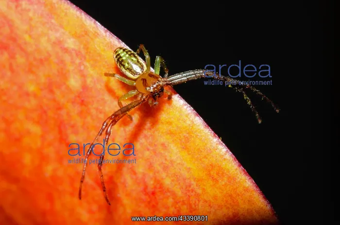 : Flower Spider (Diaea ambara; endemic to New Zealand) : Flower Spider (Diaea ambara; endemic to New Zealand)