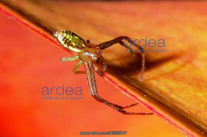 : Flower Spider (Diaea ambara; endemic to New Zealand) : Flower Spider (Diaea ambara; endemic to New Zealand)