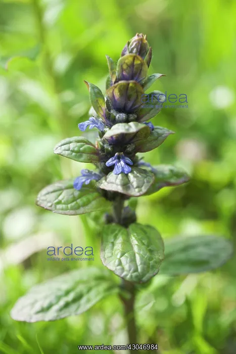 : Bugle. Flower spike of Bugle, Ajuga reptans, with small, two lipped, blue flowers : Bugle. Flower spike of Bugle, Ajuga reptans, with small, two lipped, blue flowers
