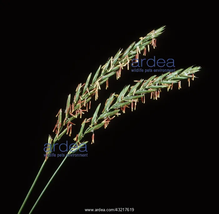 : Flower spikes of couch grass : Flower spikes of couch grass