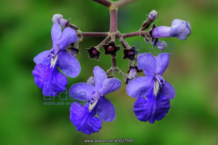 : flower of a tree, Verbena, Pantanal Wetlands, Mato : flower of a tree, Verbena, Pantanal Wetlands, Mato