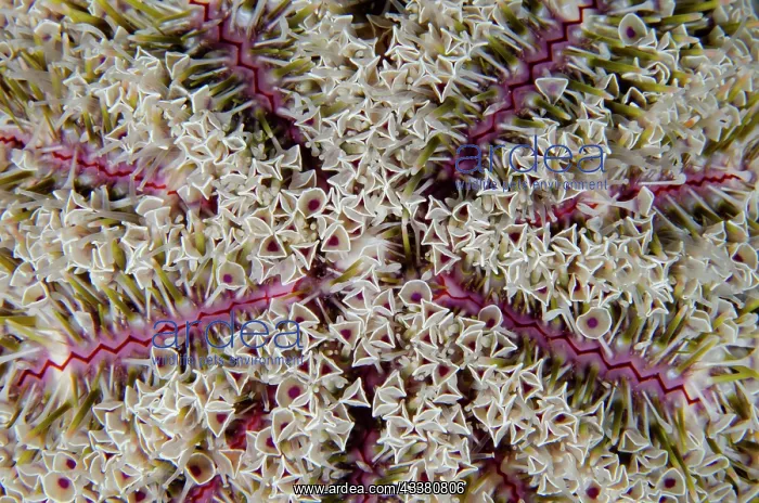  : Flower Urchin - extremely toxic - Sidem dive site