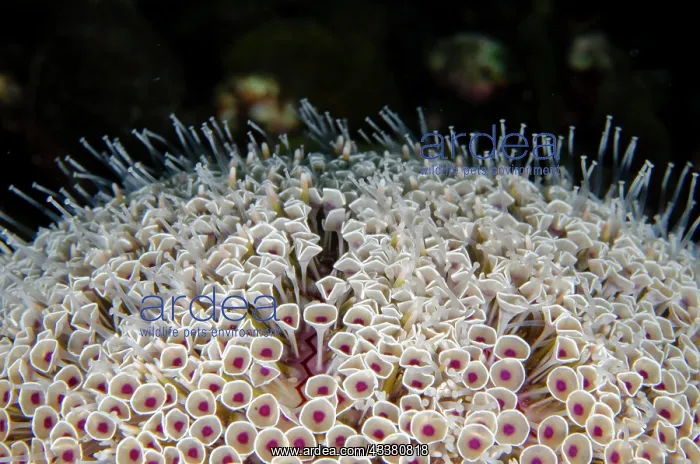 : Flower Urchin - extremely toxic - Sidem dive site : Flower Urchin - extremely toxic - Sidem dive site