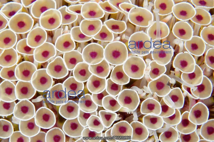 : Flower Urchin - extremely toxic - Sidem dive site : Flower Urchin - extremely toxic - Sidem dive site