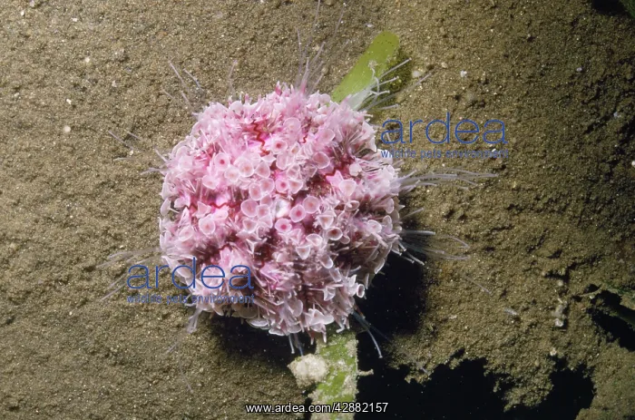 : FLOWER URCHIN - TOXIC : FLOWER URCHIN - TOXIC