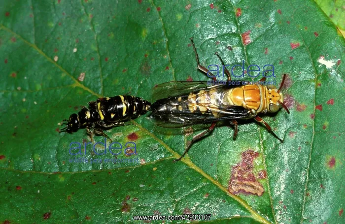 : Flower wasps - mating. During a pre-nuptial flight : Flower wasps - mating. During a pre-nuptial flight