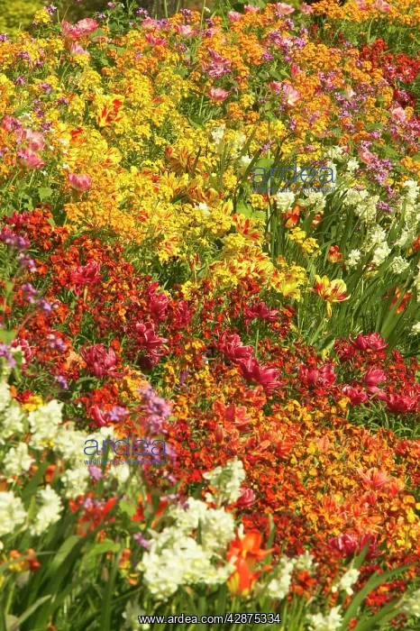 : Flowerbed - Tulips, Pansies, Stocks : Flowerbed - Tulips, Pansies, Stocks