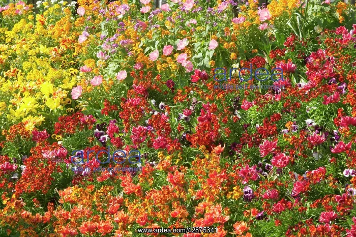 : Flowerbed - Tulips, Pansies, Stocks : Flowerbed - Tulips, Pansies, Stocks