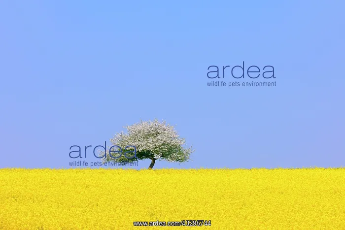 : Flowering apple tree on blooming rape field, Baden-W&, x32d34 : Flowering apple tree on blooming rape field, Baden-W&, x32d34