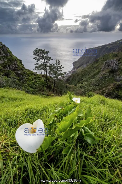 : Flowering arum lily (Zantedeschia), Zantedeschia : Flowering arum lily (Zantedeschia), Zantedeschia