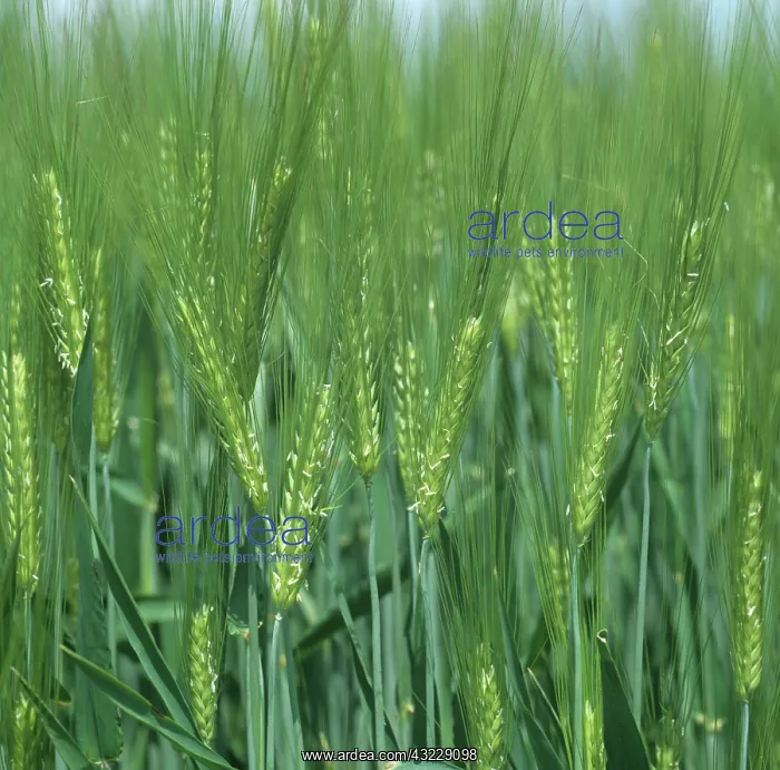 : Flowering Barley ears : Flowering Barley ears
