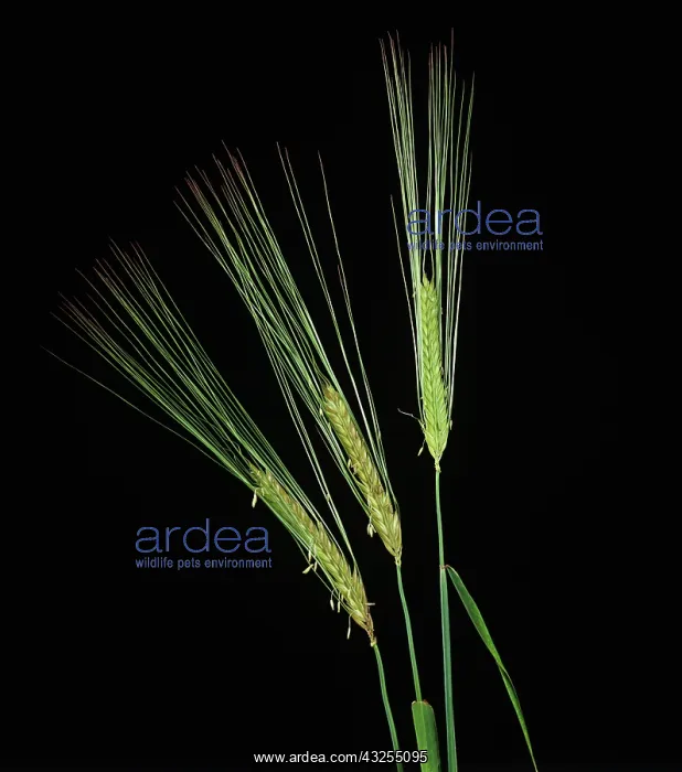 : Flowering barley ears : Flowering barley ears