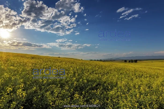  : Flowering canola in the Flathead Valley, Montana, USA