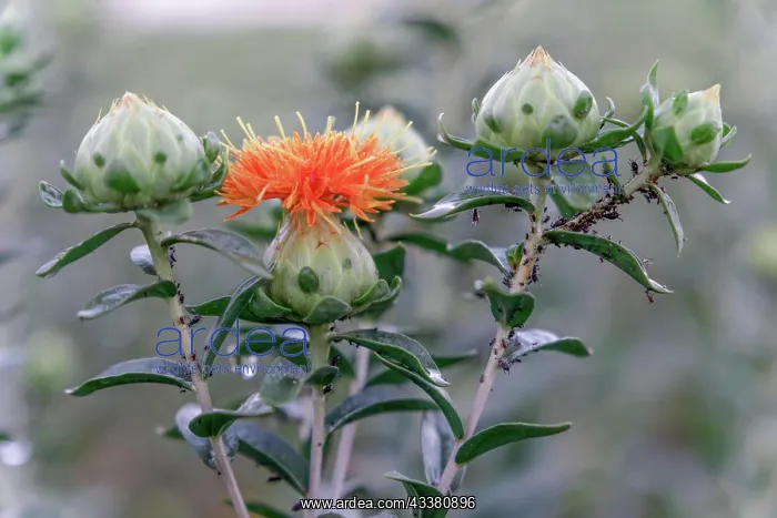 : Flowering carthamus plant used for oil productio : Flowering carthamus plant used for oil productio