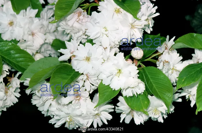 : Flowering CHERRY - close up of flowers : Flowering CHERRY - close up of flowers