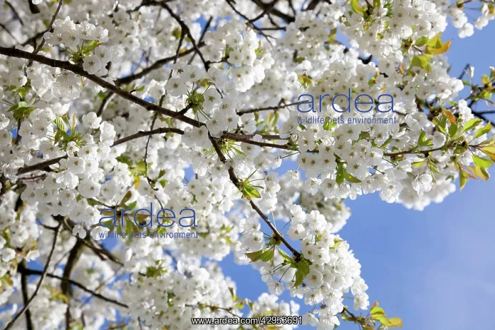 : Flowering Cherry - Tree full of blossom : Flowering Cherry - Tree full of blossom