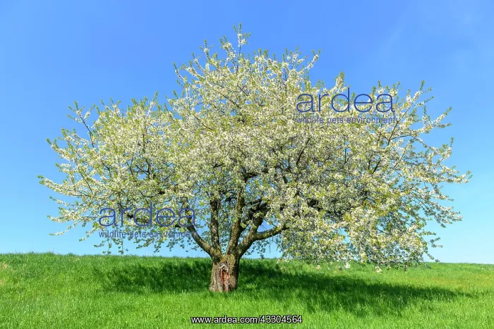 : Flowering Cherry tree (Prunus) on orchard meadow : Flowering Cherry tree (Prunus) on orchard meadow