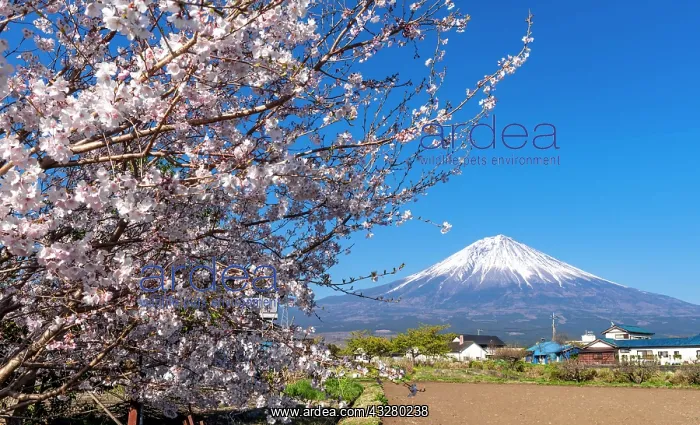 : Flowering cherry tree in spring, back Mt Fuji with : Flowering cherry tree in spring, back Mt Fuji with