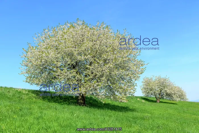 : Flowering Cherry trees (Prunus) on orchard meadow : Flowering Cherry trees (Prunus) on orchard meadow