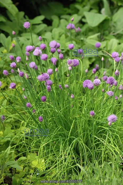 : Flowering chives plant : Flowering chives plant