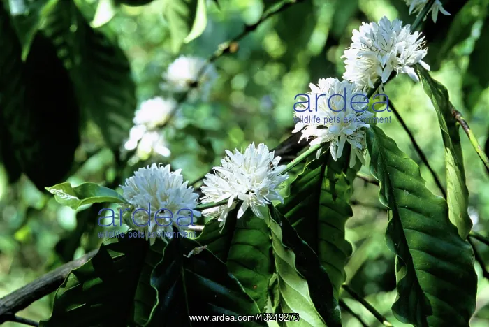 : Flowering coffee tree (Coffea arabica) : Flowering coffee tree (Coffea arabica)
