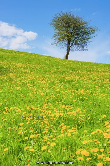 : Flowering common dandelion (Taraxacum) and single : Flowering common dandelion (Taraxacum) and single