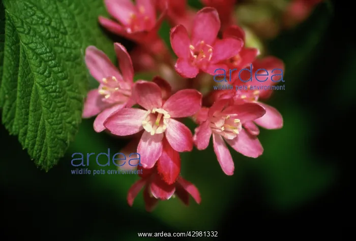 : Flowering Currant : Flowering Currant