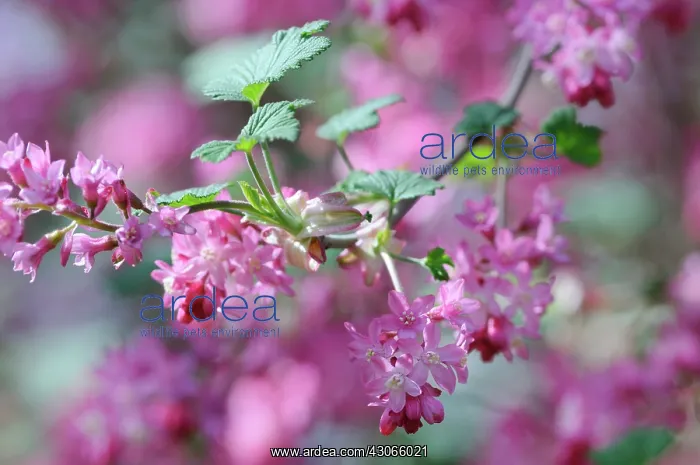 : Flowering Currant : Flowering Currant