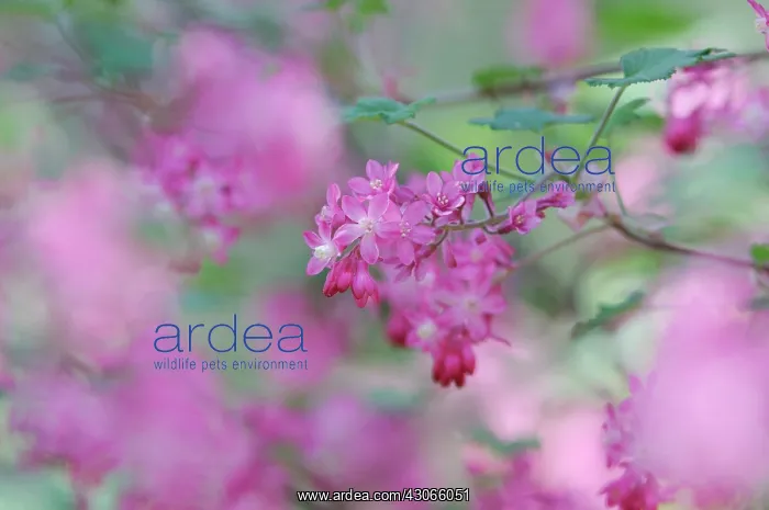 : Flowering Currant : Flowering Currant