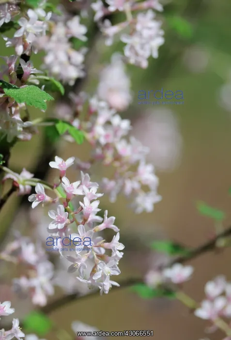 : Flowering Currant : Flowering Currant